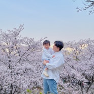 26개월 아기랑 아빠랑 커플 폴로 셔츠 + 작년 벚꽃놀이 사진