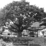 충북 옥천 군서면 은행리 느티나무 보호수 (옥천 13호)