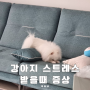 강아지 스트레스 받을때 나타나는 증상