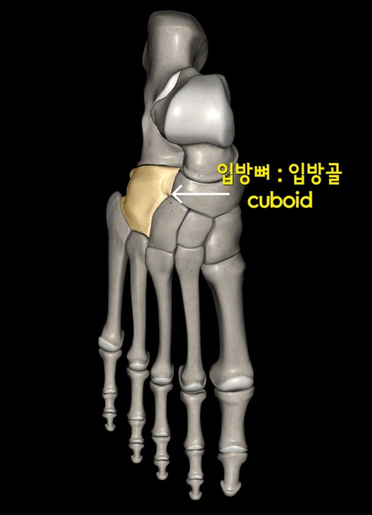 미드풋을 구성하는 뼈 mid foot bone:입방뼈와 발배뼈 그리고 쐐기뼈 : cuboid and navicular ...