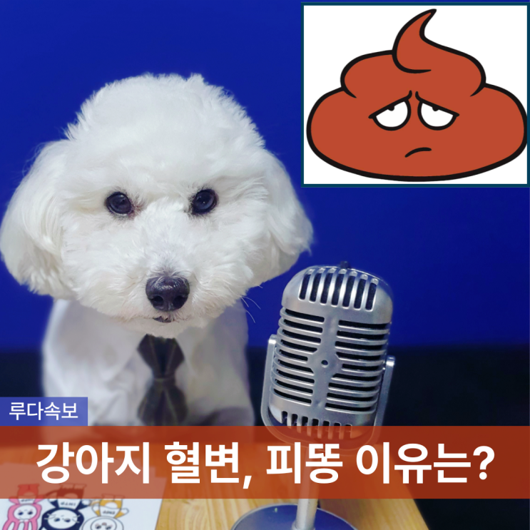 강아지 혈변 피똥 및 장염 변비 이유 : 네이버 블로그