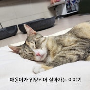 길고양이 냥줍한지 1년 길냥이에서 개냥이 / 길냥이 입양후기 / 고양이 병원비부터 입양은 정말 책임감 갖고 선택해요!