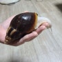 아프리카왕달팽이 키우기 (7개월차)