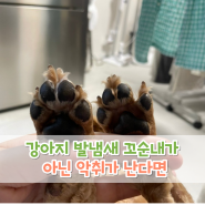 강아지 발냄새 꼬순내가 아닌 악취가 난다면