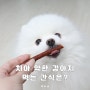 치아 이빨 약한 강아지 간식 종류, 소화 잘되는걸로 먹여요