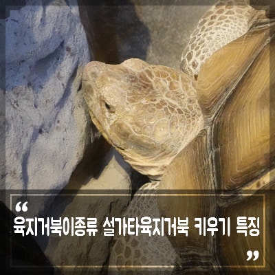 육지 거북이 종류 설가타 육지거북 키우기 먹이 수명 사육시설 등록 제외 관련 : 네이버 블로그