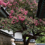 연산 향교 배롱나무