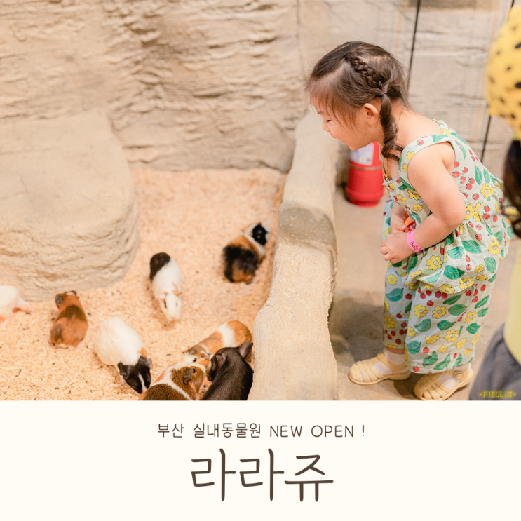 부산 아이와 가볼만한곳 실내동물원 명지 라라쥬 새로 오픈 !