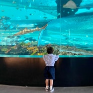 [부산 영도구] 미니 아쿠아리움이 있는 ‘국립해양박물관’ 방문 후기