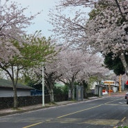 서귀포 벚꽃명소 .서호동 호근동.예례생태공원
