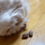 마따따비나무 고양이 우울증 스트레스해소 장난감