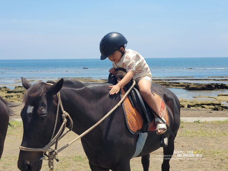 성산 놀거리 광치기해변 보며 아이랑 승마체험