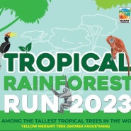 11월에 개최되는 2023 사바주 열대 우림 달리기 대회!