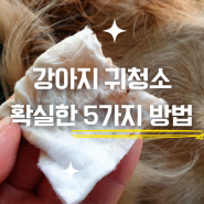 강아지 귀염증 귀냄새, 치료비용 아끼는 리트리버 귀청소 방법