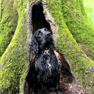 [나무 일기] 영국에서 강아지 입양하기🐾 혹은 고양이🐱with 펫 보험, 애견보험