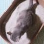 고양이 벤토나이트모래 동묘동락 우리동네모래