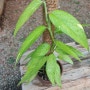 식물일기 -에피프레넘 피나텀 옐로우 바리에가타