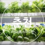 춘천 엔타점 하나로마트 팜이레 유럽상추와 항암쌈채로 색다른 스마트팜 유기농야채 정보공유