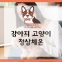 강아지 고양이 정상체온 어느정도인지 파악해보기