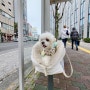 강아지 동반 해외여행, 둘째 날 도쿄 미아 될 뻔하다