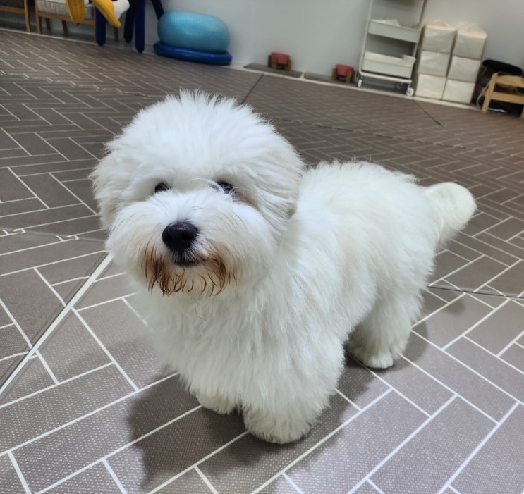 꼬똥 드 툴레아 강아지 키우기 방법!꼬동 분양가 높은 이유는? : 네이버 블로그