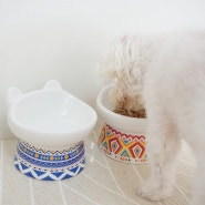 강아지 밥그릇 물그릇 높이가 딱 귀여운 강아지 도자기 밥그릇 애견 식기 로 바꿨어요.