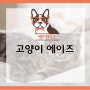 고양이 에이즈 피하고 싶다면