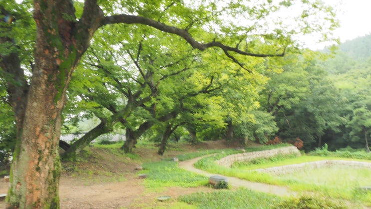 반촌 옻골마을의 기와집, 토석담을 즐기다.('23년 8월 17일)