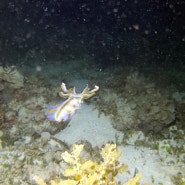 똥손 필굿쥔장 <다이브로이드+노트10> 막탄 야간다이빙 해양생물 수중사진