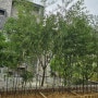 차폐식재용 오죽 대나무 심는 방법