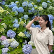 [부산][가볼만한곳] 태종대 수국 ‘태종사’ 첫 방문! x 찾아가는 길, 주차, 방문일