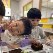 [인천 주안동 미술학원] 장수풍뎅이 한살이