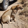 [탄자니아 여행 3] 세렝게티 사파리 마지막 날 / 사자 원없이 보고 응고롱고로 이동 / 게임 드라이브 3일차