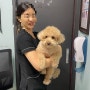 강아지 다래끼,안검염 치료기록 _ 4 (24시청담우리동물병원 눈물분비량검사, 직접검안경검사)