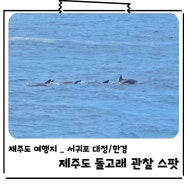 제주 서쪽 여행 한경/대정 남방큰돌고래 관찰 위치 스팟 포인트 쉽게 찾는 꿀팁