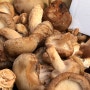 항암 효과 자연산 송이버섯 구입 요령과 효능