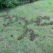 두더쥐가 잔디밭에 그림을