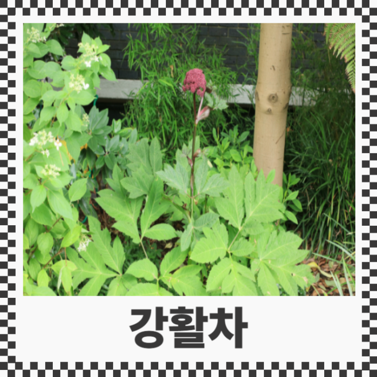 강활 효능 부작용 강활차 먹는 방법 : 네이버 블로그