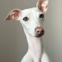 이탈리안 그레이하운드 휘핏 차이점 그레이하운드 닮은 강아지는?