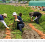 [울산신문] 국민의힘 양산시(을)당협, 농촌지역 일손돕기 펼쳐