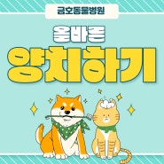 [광주 서구 동물병원, 광주 치과 동물병원, 강아지 양치, 고양이 양치] 우리 냥이, 댕댕이 올바른 양치하기