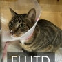 [대구동물병원][수성구동물병원][외과특화][응급진료][일요일진료] 고양이 하부 비뇨기 질환(FLUTD)