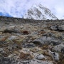 네팔 히말라야 야생화 (해발 높이 5,500m)