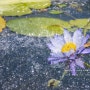 세미원 연꽃 수련문화제 당일코스양평여행 8월에 가볼만핫곳