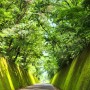 단양여행(2023.7.19)-만천하스카이워크,이끼터널,천주터널,잔도길,사인암,황정산 자연휴양림