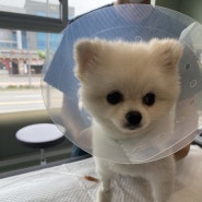 [세종시 동물병원] 고운동물병원 대퇴골두절단수술(FHO)