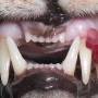 잇몸에 덩어리가! (2) [ 고양이 치주염, 구내염, 흡수병변 ] + 긴 휴진공지