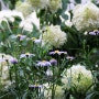 ♥ 어머니의 정원에서 : 하얀 목수국과 보라 벌개미취