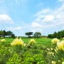 제주 동쪽 가볼만한곳:새미동산 감귤체험,핑크뮬리, 맨드라미 꽃농장