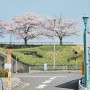 [도쿄] 망해버린 벚꽃 도쿄. - 우에노, 시바마타, 아사쿠사 D+1